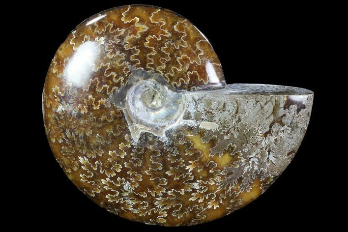 Polished, Agatized Ammonite (Cleoniceras) - Madagascar #88091